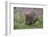 Quokka-ozflash-Framed Photographic Print