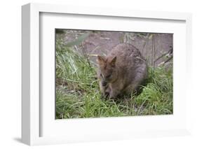 Quokka-ozflash-Framed Photographic Print