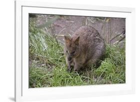 Quokka-ozflash-Framed Photographic Print