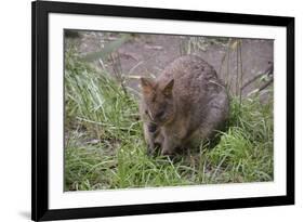 Quokka-ozflash-Framed Photographic Print