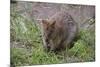 Quokka-ozflash-Mounted Photographic Print