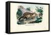 Quoll, 1863-79-Raimundo Petraroja-Framed Stretched Canvas