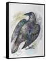 Quoth the Raven-Oxana Zaika-Framed Stretched Canvas