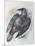Quoth the Raven-Oxana Zaika-Mounted Giclee Print