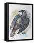 Quoth the Raven-Oxana Zaika-Framed Stretched Canvas