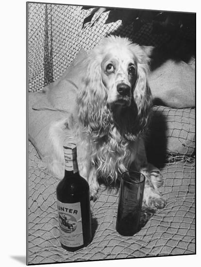 R. A. Christie's Dog Looking Rather Bored at Globetrotters Costume Party-null-Mounted Photographic Print