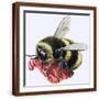 Brown Frame