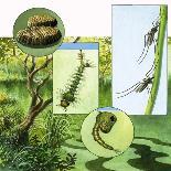 Lifecycle of the Mosquito-R. B. Davis-Giclee Print