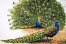 Peacocks-R. B. Davis-Giclee Print