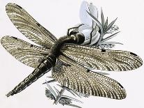 The Dragonfly-R. B. Davis-Giclee Print