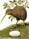 The Kiwi-R. B. Davis-Giclee Print