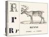 R for Reindeer, 1850 (Engraving)-Louis Simon (1810-1870) Lassalle-Stretched Canvas