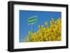 RŸgen, Rape in Front of Blue Sky, Town Sign Nonnevitz-Catharina Lux-Framed Photographic Print