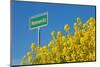 RŸgen, Rape in Front of Blue Sky, Town Sign Nonnevitz-Catharina Lux-Mounted Photographic Print