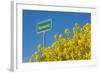 RŸgen, Rape in Front of Blue Sky, Town Sign Nonnevitz-Catharina Lux-Framed Photographic Print