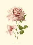 Victorian Rose I-R^ Guillot-Framed Stretched Canvas