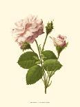 Victorian Rose I-R^ Guillot-Framed Stretched Canvas