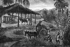 West Indies Sugar Plantation-R. Henkel-Framed Stretched Canvas