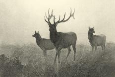 American Moose-R^ Hinshelwood-Art Print