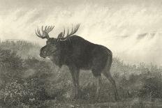 American Moose-R. Hinshelwood-Art Print