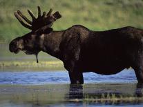 Moose, Yellowstone National Park, Wyoming, USA-R Mcleod-Photographic Print