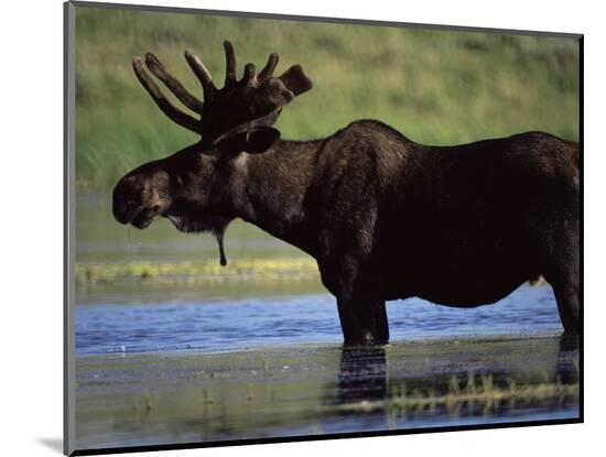 Photographic Print, , large