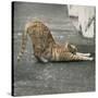 Stretched Canvas