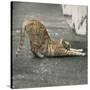 Stretched Canvas