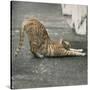 Stretched Canvas