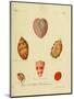 Wood Mount