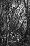 Laminate