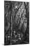 Wood Mount