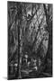 Wood Mount