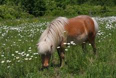 Miniature Horse-R R Photography-Photographic Print
