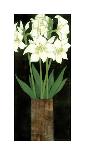 Perfect White Lilies-R^ Rafferty-Giclee Print