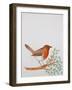 R - Robin-Oxana Zaiko-Framed Giclee Print