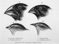 Finches from the Galapagos Islands Observed by Darwin-R.t. Pritchett-Photographic Print