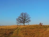 Prairie Oak-R_T_S-Photographic Print