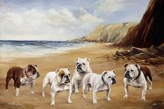 Bulldogs on a Beach-R. Ward Binks-Framed Stretched Canvas