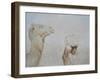 Rabari Leading Camel-Lincoln Seligman-Framed Giclee Print