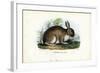 Rabbit, 1863-79-Raimundo Petraroja-Framed Giclee Print