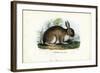 Rabbit, 1863-79-Raimundo Petraroja-Framed Giclee Print