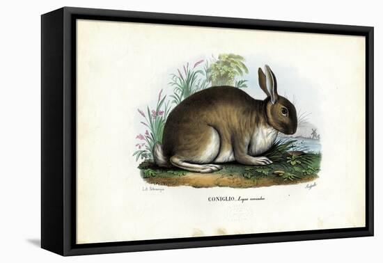 Rabbit, 1863-79-Raimundo Petraroja-Framed Stretched Canvas