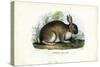 Rabbit, 1863-79-Raimundo Petraroja-Stretched Canvas