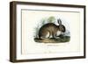 Rabbit, 1863-79-Raimundo Petraroja-Framed Giclee Print