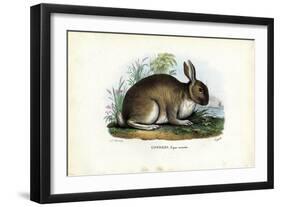 Rabbit, 1863-79-Raimundo Petraroja-Framed Giclee Print