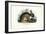 Rabbit, 1863-79-Raimundo Petraroja-Framed Giclee Print