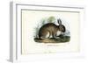 Rabbit, 1863-79-Raimundo Petraroja-Framed Giclee Print