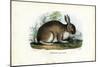 Rabbit, 1863-79-Raimundo Petraroja-Mounted Giclee Print