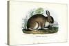 Rabbit, 1863-79-Raimundo Petraroja-Stretched Canvas